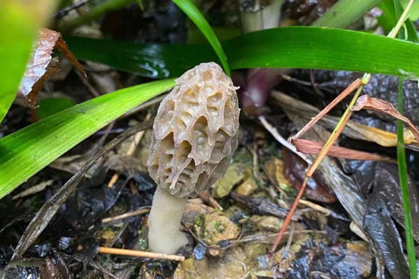 胃潰瘍能吃羊肚菌嗎，有痔瘡可以吃羊肚菌嗎