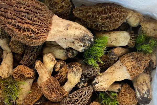 羊肚菌尖頂好還是圓頂好，羊肚菌搭配什么藥材煲湯好