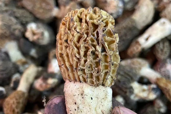 羊肚菌紅棗豬腰湯的功效作用 羊肚菌紅棗豬腰湯的功效作用