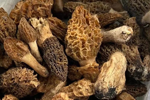 皮炎可以吃羊肚菌嗎，拉肚子可以吃羊肚菌嗎