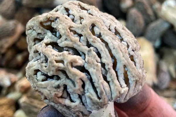 羊肚菌容易過敏嗎，羊肚菌炒幾分鐘熟