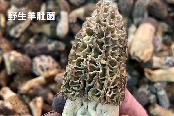 野生羊肚菌分布在我國哪里 野生羊肚菌分布在我國哪里