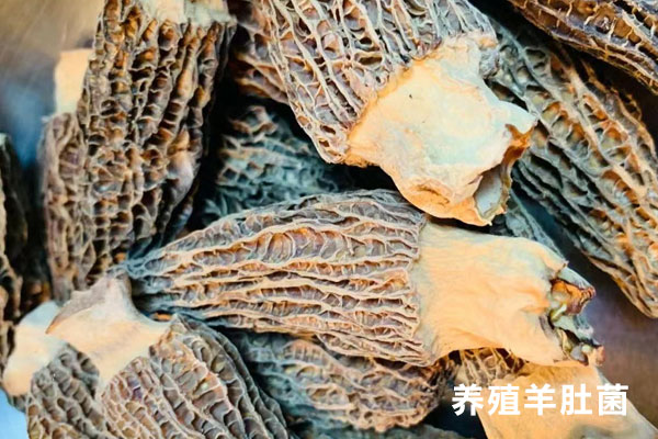 養(yǎng)殖羊肚菌有營養(yǎng)嗎，羊肚菌大小有什么區(qū)別