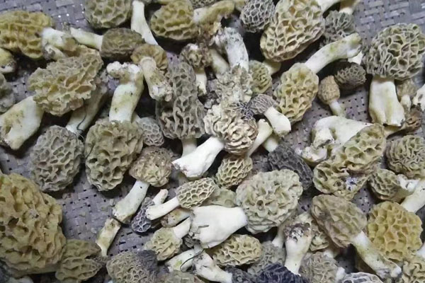 羊肚菌越小越好嗎，羊肚菌的個頭跟價格有關(guān)系嗎