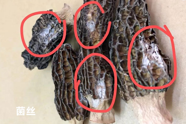 羊肚菌發(fā)霉了還能吃嗎 羊肚菌發(fā)霉了還能吃嗎