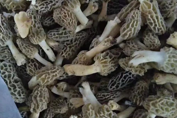 羊肚菌芡實川芎湯的營養(yǎng)價值 羊肚菌芡實川芎湯的營養(yǎng)價值