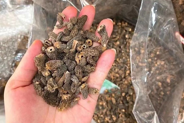 羊肚菌芡實川芎湯的食用禁忌 羊肚菌芡實川芎湯的食用禁忌