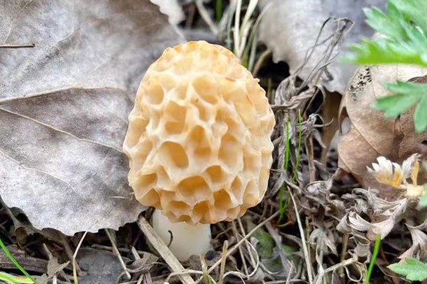 羊肚菌炒核桃蠶豆的功效作用 羊肚菌炒核桃蠶豆的功效作用