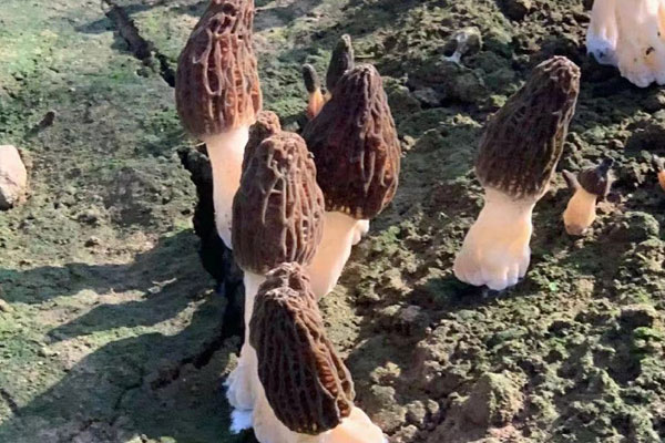 羊肚菌炒核桃蠶豆的食用禁忌 羊肚菌炒核桃蠶豆的食用禁忌