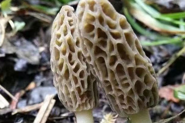 羊肚菌為什么這么貴，野生羊肚菌能吃嗎