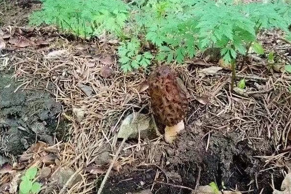 野生羊肚菌可以吃嗎 野生羊肚菌可以吃嗎