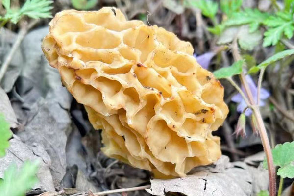 羊肚菌炒絲瓜的功效作用 羊肚菌炒絲瓜的功效作用