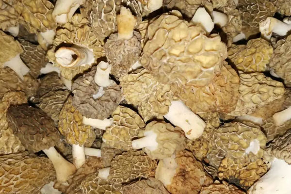 羊肚菌炒絲瓜如何炒不發(fā)黑 羊肚菌炒絲瓜如何炒不發(fā)黑