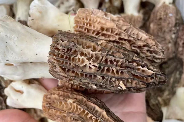 羊肚菌爆炒茭白要不要過水 羊肚菌爆炒茭白要不要過水