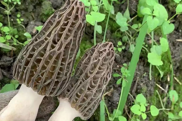 羊肚菌包菜炒臘肉的營(yíng)養(yǎng)價(jià)值 羊肚菌包菜炒臘肉的營(yíng)養(yǎng)價(jià)值