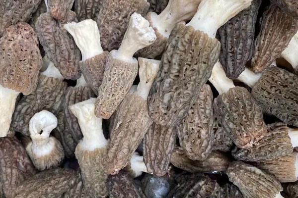 羊肚菌包菜炒臘肉的食用禁忌 羊肚菌包菜炒臘肉的食用禁忌