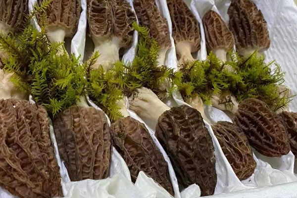 羊肚菌番茄湯的食用禁忌 羊肚菌番茄湯的食用禁忌