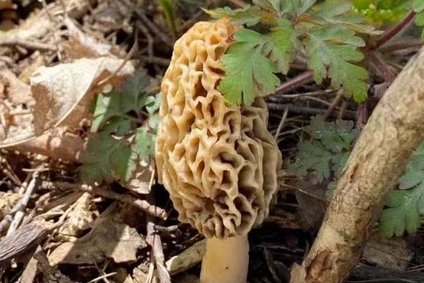 羊肚菌冬瓜骨頭湯的功效作用 羊肚菌冬瓜骨頭湯的功效作用