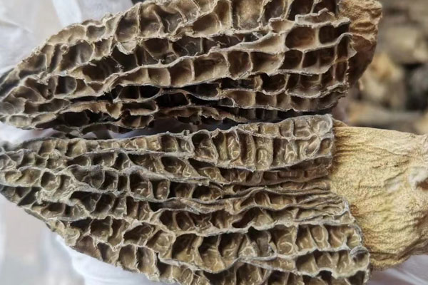 羊肚菌冬瓜骨頭湯什么時候放 羊肚菌冬瓜骨頭湯什么時候放