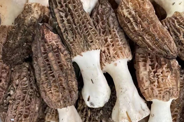 面癱可以吃羊肚菌嗎，老年人可以吃羊肚菌嗎