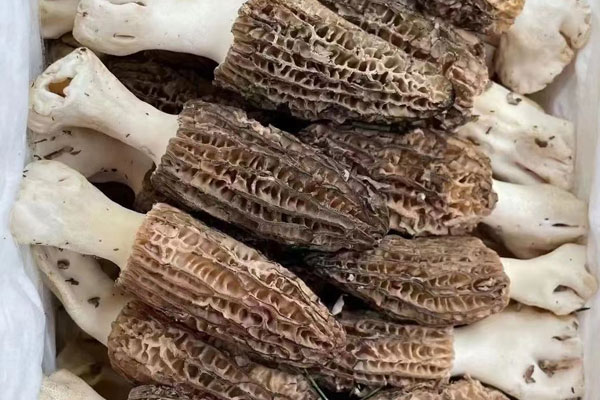 心?？梢猿匝蚨蔷鷨?，心臟支架的人能吃羊肚菌嗎