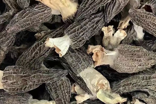 羊肚菌樣子丑功效一樣嗎，春羊肚菌和秋羊肚菌的區(qū)別