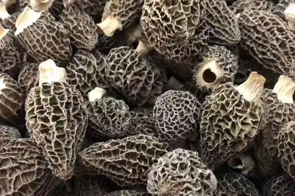 春羊肚菌和秋羊肚菌有哪些區(qū)別 春羊肚菌和秋羊肚菌有哪些區(qū)別