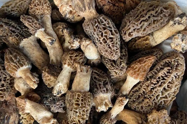 野生羊肚菌生長在哪里 野生羊肚菌生長在哪里