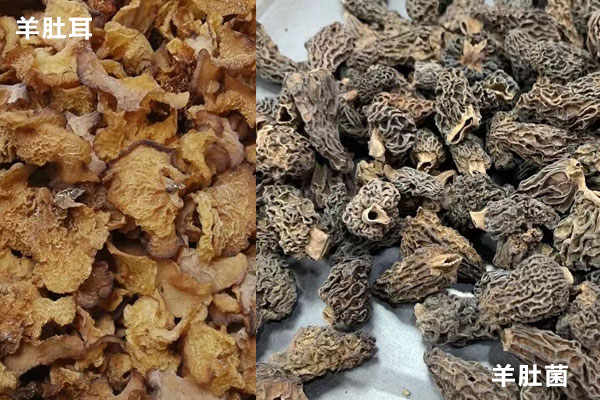 羊肚耳和羊肚菌的區(qū)別，羊肚菌能放冰箱保存嗎