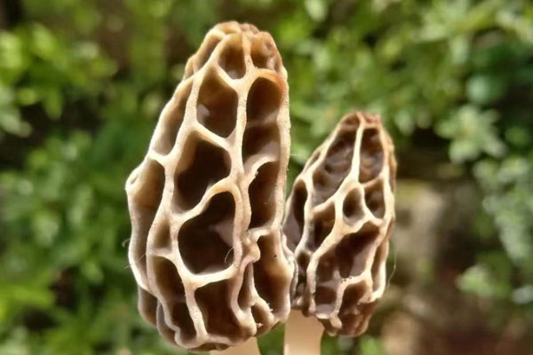 羊肚菌菌絲怕凍嗎，羊肚菌喜氧嗎