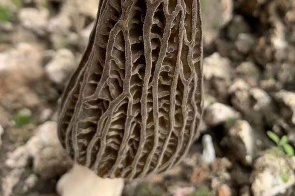 羊肚菌生長需要氧氣嗎 羊肚菌生長需要氧氣嗎