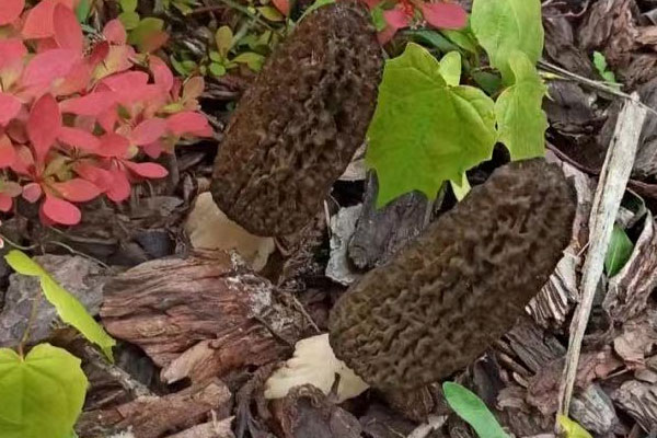 羊肚菌菌絲會凍死熱死嗎 羊肚菌菌絲會凍死熱死嗎