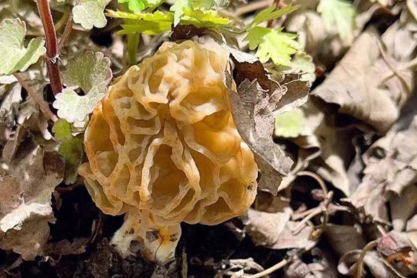 新鮮羊肚菌可以冷凍保存嗎，羊肚菌速凍可以保存多久