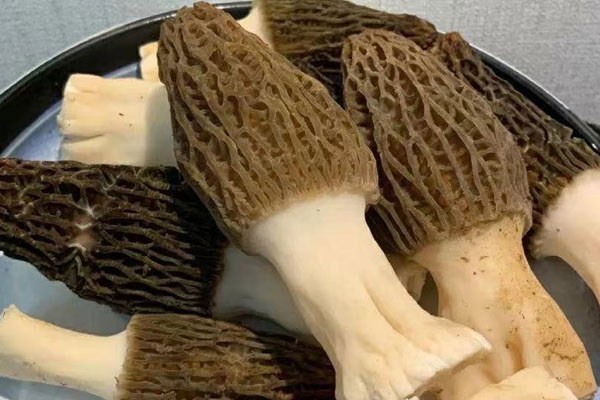 羊肚菌速凍能保存多長時(shí)間 羊肚菌速凍能保存多長時(shí)間