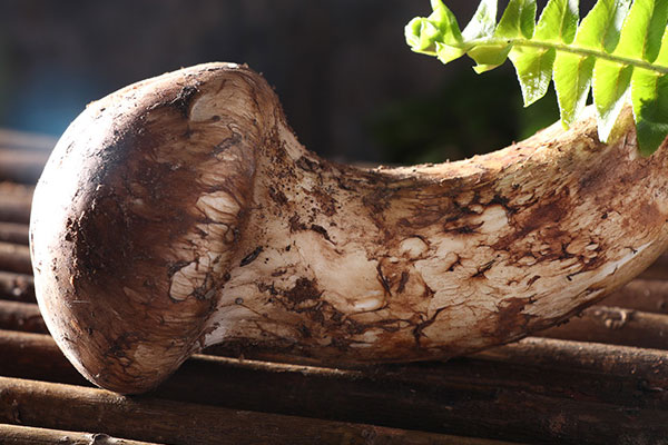 松茸根部能吃嗎 松茸根部能吃嗎