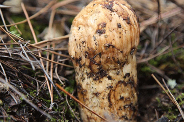 松茸蜂窩狀能吃嗎，松茸粉可以泡水喝嗎