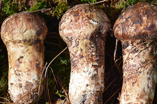 松茸吃了會(huì)失眠嗎，松茸減肥期間能不能吃