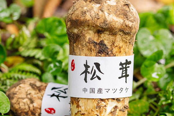 新鮮松茸要不要過水，松茸沒洗干凈可以吃嗎