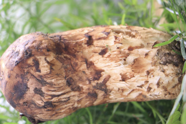 松茸菌窩是怎樣的