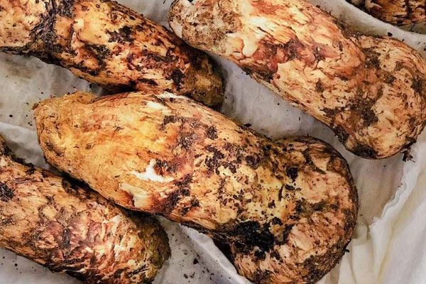 松茸可以熬小米粥嗎，松茸可以泡酒喝嗎