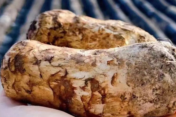 松茸小米粥的做法