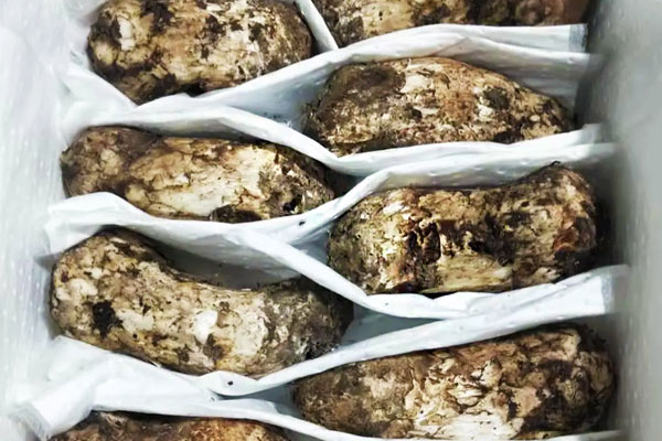 松茸百合蘋果湯的營(yíng)養(yǎng)價(jià)值 松茸百合蘋果湯的營(yíng)養(yǎng)價(jià)值