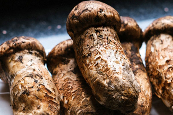 松茸百合蘋果湯的食用禁忌 松茸百合蘋果湯的食用禁忌