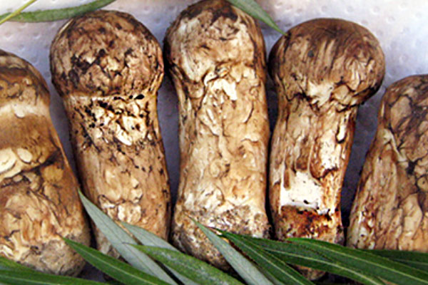 鱈魚配松茸丁的功效作用 鱈魚配松茸丁的功效作用