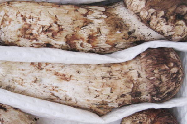 鱈魚配松茸丁的食用禁忌 鱈魚配松茸丁的食用禁忌