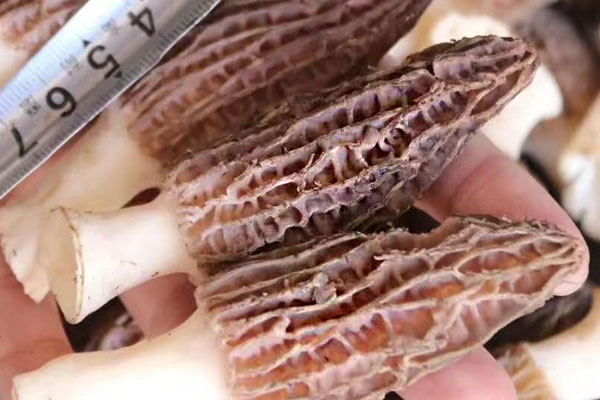 羊肚菌肉末蒸螃蟹的食用禁忌 羊肚菌肉末蒸螃蟹的食用禁忌