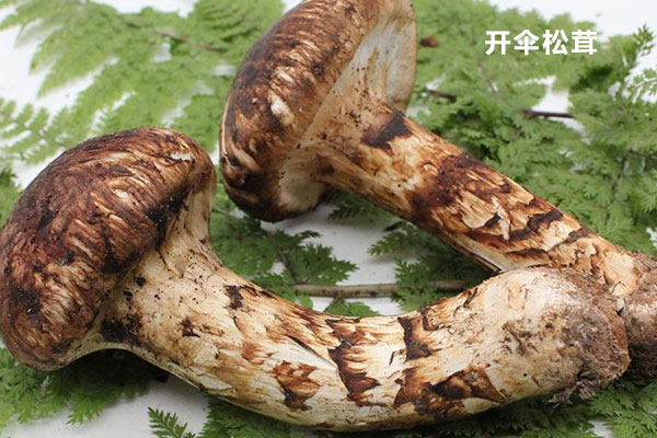 開傘松茸怎么吃好吃，松茸的三種家常做法