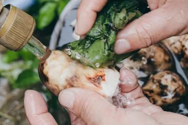 松茸水洗后可以放冰箱冷藏嗎，松茸速凍怎么處理