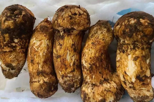 松茸芒果沙拉的營(yíng)養(yǎng)價(jià)值 松茸芒果沙拉的營(yíng)養(yǎng)價(jià)值