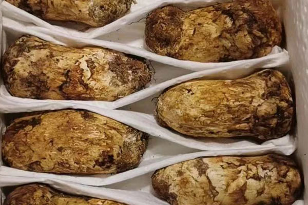 松茸芒果沙拉的食用禁忌 松茸芒果沙拉的食用禁忌